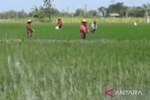 Pemkab Ngawi Pasang Target Ambisius, Luas Panen Padi Tembus 169 Ribu Ha