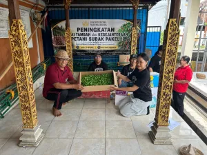 Selamatkan Subak Pakel II dari Beton Kota: Petani Denpasar Alihkan Lahan ke Cabai