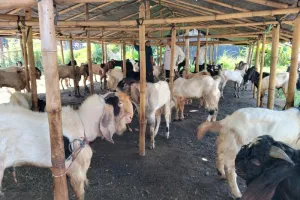 Tak Mau Kota Semrawut, Mataram Larang Lapak Kurban Berdiri di Ruang Publik