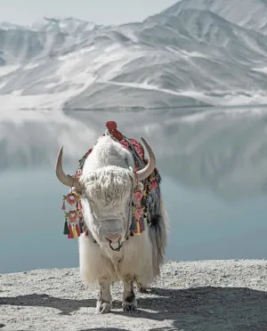 Yak Putih: Permata Atap Dunia yang Menjaga Denyut Kehidupan Himalaya