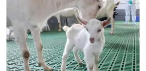 Tiongkok Sukses Kloning Massal Kambing Perah Produktivitas Super Tinggi