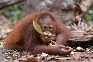 Di Hari Spesies Terancam Punah 2026, BNI Tegaskan Komitmen Pelestarian Satwa Langka