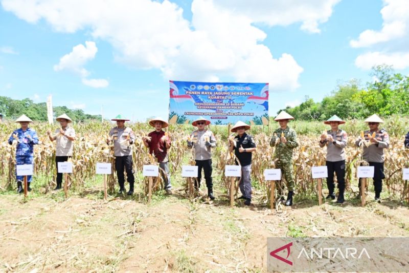 Dukung Swasembada Pangan, Polda Kalsel Berhasil Panen 100 Ton Jagung