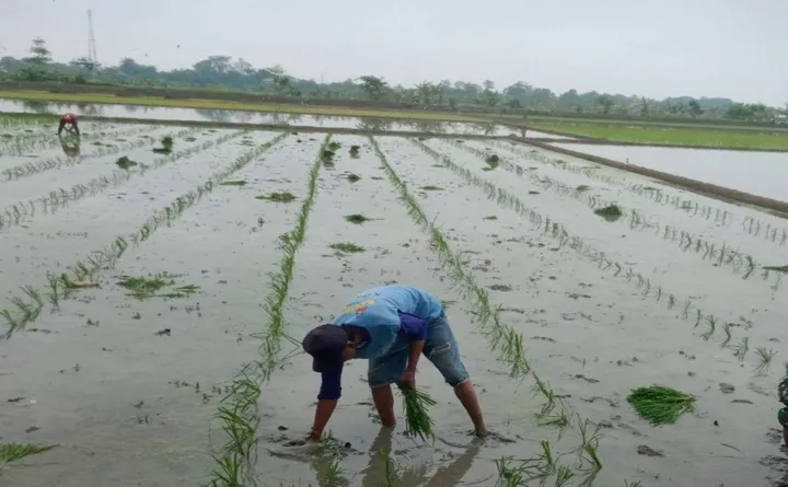 Lahan Sempit, Sejahtera Sulit! DPR Bongkar Ketimpangan Kepemilikan Tanah di RI