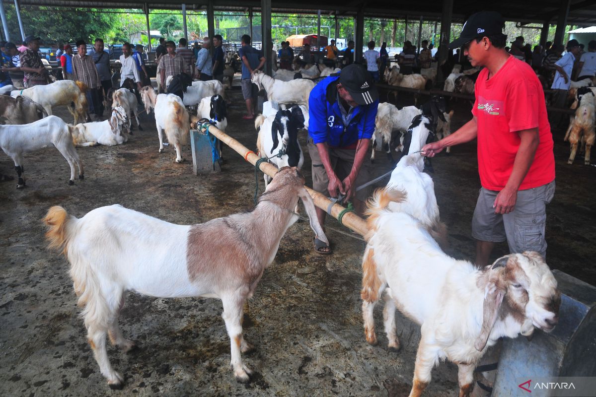 Antisipasi Penyakit, Pengawasan Hewan Kurban Diperketat Jelang Idul Adha