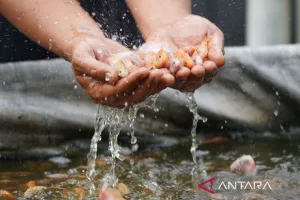 Bukan Lagi Sekadar Ikan Air Tawar, Tilapia Kini Primadona Ekspor