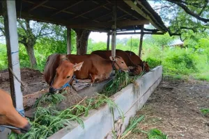 Distan Pangan Bali Tegaskan Kuota Pengiriman Sapi Keluar Daerah Sesuai Analisis Populasi