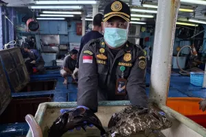 Ikan Hidup Asal Natuna Tembus Pasar Hong Kong, Nilainya Fantastis
