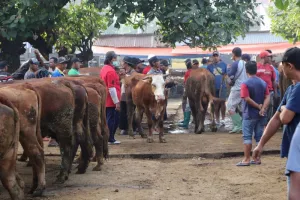 Jelang Idul Adha, Permintaan Sapi Kurban di Ponorogo Kian Ramai