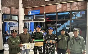 Penyelundupan Satwa Dilindungi di Pelabuhan Sorong Digagalkan, Kakatua dan Kasturi Disita