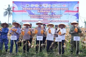 Polda Banten Panen Jagung 29,5 Ton, Polda Metro Jaya Hasilkan 3 Ton di Cisauk