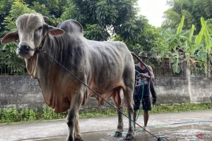 Sapi dari Bantul Bernama Mbah Iran Terpilih Jadi Hewan Kurban Presiden Prabowo