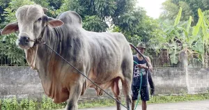 Sapi 'Mbah Iran' Terpilih Jadi Hewan Kurban Presiden, Peternak Bantul Semringah!