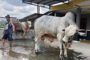 Stok Lokal Belum Cukup, Hewan Kurban Bantul Banyak Dipasok dari Daerah Lain