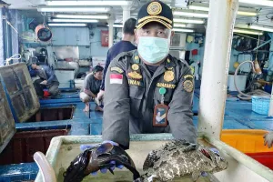 Tembus Pasar Hong Kong! Ribuan Ikan Hidup Asal Natuna Senilai Rp1,2 Miliar Ludes Diekspor, Ini Rahasianya