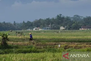 Antisipasi Kekeringan, Sumedang Siapkan Puluhan Titik Irigasi Baru