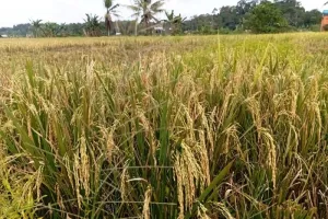 Bupati Mahulu Optimistis Cetak Sawah 141 Hektare Rampung pada 2026.
