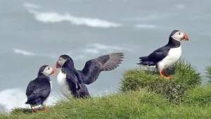 Burung Puffin: Si Badut Laut Penghuni Tebing Pantai Norwegia