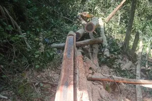 Gakkum Kehutanan Wilayah Sulawesi Tetapkan Dua Tersangka Pembalakan Liar di TWA Kolaka