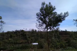 Gakkumhut Sulawesi Bongkar Mafia Kayu Ilegal Lintas Provinsi, Dokumen Diduga Dipalsukan