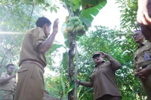 Gunungkidul Akan Kembangkan Pohon Pisang Empat Tandan