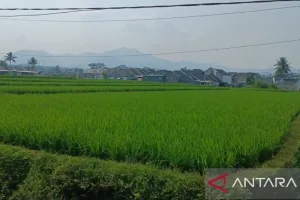 Lumbung Padi Bali Mulai Terdesak, Petani Tabanan Bertahan di Tengah Pembangunan