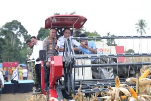 Produksi Jagung Sumsel Naik 14 Persen, OKU Selatan Jadi Daerah Paling Produktif