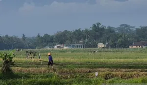 Sumedang Siapkan 75 Titik Irigasi Hadapi Ancaman El Nino Berkepanjangan