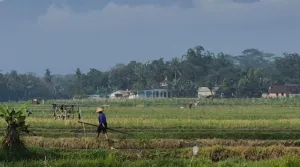 Sumedang Siapkan 75 Titik Irigasi Tersier untuk Antisipasi El Nino yang Berkepanjangan