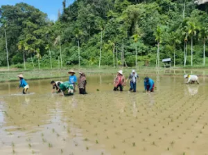 6.451 Hektar Sawah Terdampak Bencana di Sumbar, Kementan Percepat Pemulihan
