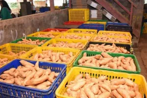 Cara Terbaik Makan Ubi Jalar agar Vitamin A Terserap Maksimal, Jangan Salah Mengolah