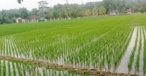 Distan Lebak Siapkan Benih Padi 8.000 Hektare Dukung Program Pangan dan Tingkatkan Ekonomi Petani