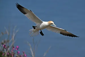 Habitat Burung Laut Menyusut Seiring Pemanasan Laut