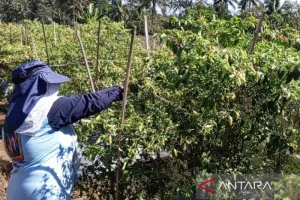 Harga Cabai Rawit Petani Temanggung Naik Jadi Rp65.000 Per Kg