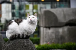 Kucing Pilih Makanan Pakai Hidung, Bukan Lidah