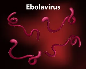 Pakar Kesehatan: Indonesia Diminta Perkuat Skrining Terkait Ancaman Penularan Ebola