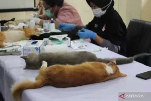 Sterilisasi 200 Kucing Lokal untuk Menekan Populasi di Wilayah Jakbar