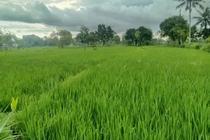Dukung Swasembada Pangan, Lombok Tengah Usulkan Optimalisasi Lahan 7.000 Hektare.