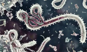 Khawatir Wabah Ebola, Uganda Larang Masyarakat Saling Jabat Tangan