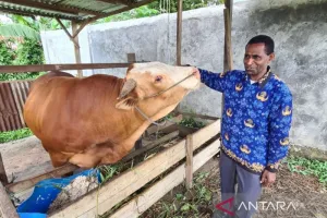 Pemerintah Kota Sorong Siapkan 38 Sapi Kurban Lokal untuk Idul Adha 2026