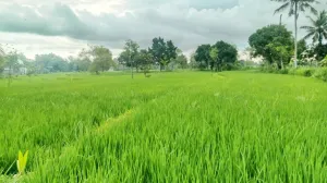 Pemkab Lombok Tengah Usulkan Program Optimalisasi lahan 7 Ribu Hektare