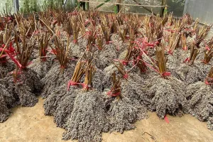 PLN Energi Primer Indonesia Kembangkan Bioenergi Sorgum di Gorontalo
