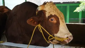 Sapi Milik Peternak Bantul Terpilih Menjadi Hewan Kurban Presiden