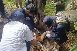 Harimau Sumatra Terjerat di Pasaman, BKSDA Sumbar Lakukan Evakuasi.