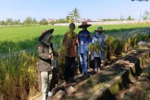 Kalimantan Selatan Kembangkan Tanaman Padi Apung