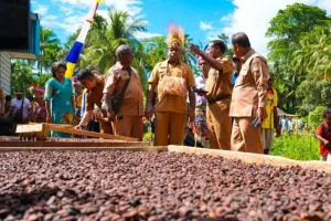 Pemerintah Provinsi Papua Sediakan Bibit Kakao Berkualitas Bagi Petani di Yapen