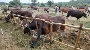 Pemprov Jabar Ungkap Ketersediaan Hewan Kurban di Wilayahnya Mencukupi