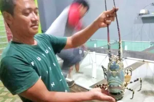 Udang Lobster di Lebak Jadi Andalan Ekonomi Nelayan