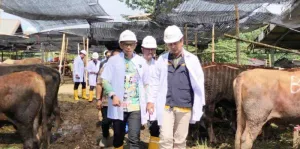 Waspada! Ancaman Utama Hewan Kurban Menular ke Manusia, Pemprov DKI Ungkap Ternyata Ini