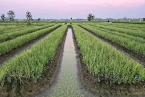 Hadapi Lebaran Haji, Kementan Jaga Pasokan Bawang Merah, Pastikan Harga Stabil 